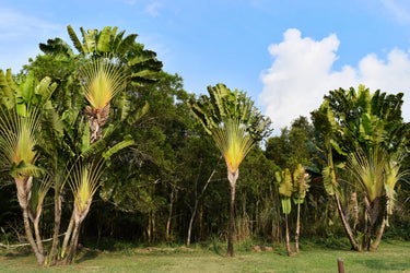 10 TRAVELLER'S PALM TREE Ravenala Madagascariensis Flower Houseplant Seeds